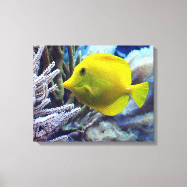 Yellow Saltwater Tang Fish Canvas Print (Front)