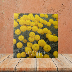 Yellow Santolina Flowering Shrub Floral Tile