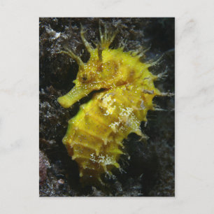 Yellow Seahorse Hippocampus Guttulatus Postcard