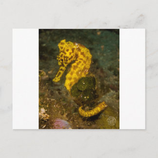 Yellow Seahorse Postcard