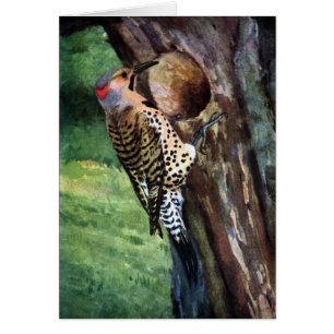 Yellow-shafted Flicker and Tree Cavity