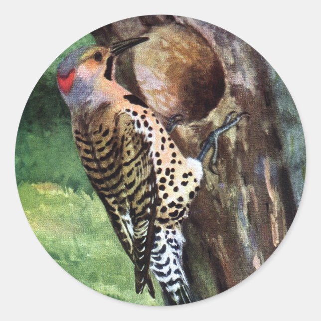 Yellow-shafted Flicker and Tree Cavity Classic Round Sticker (Front)