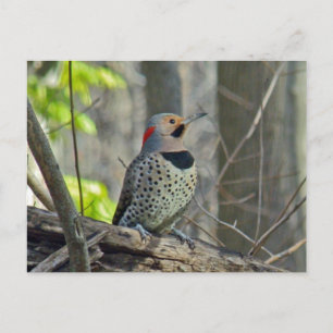 Yellow-Shafted Flicker Coordinating Items Postcard