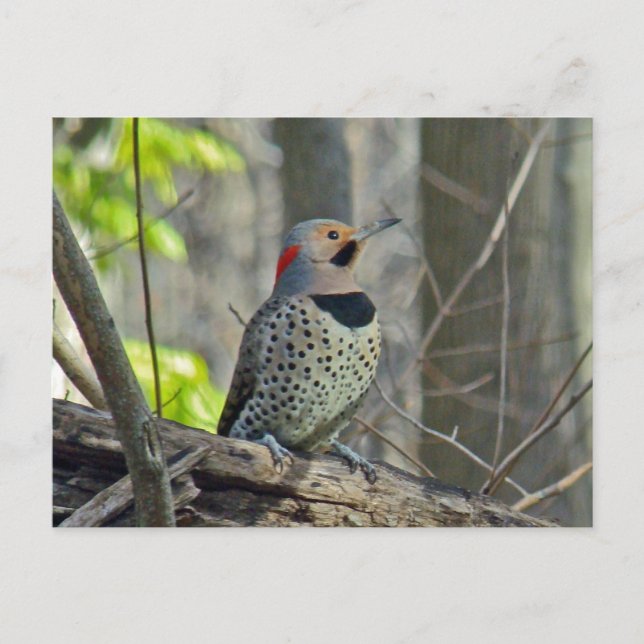 Yellow-Shafted Flicker Coordinating Items Postcard (Front)