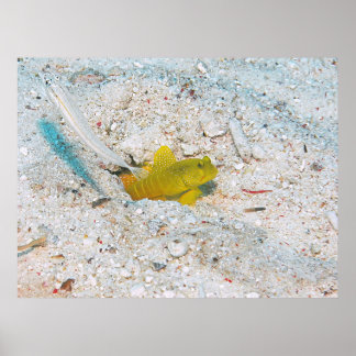 Yellow Shrimp Goby Poster