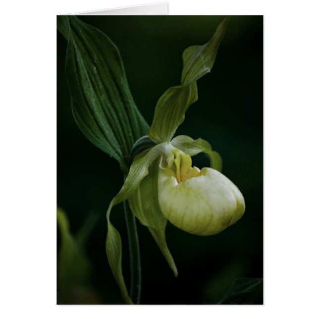 Yellow Slipper Card (Front)