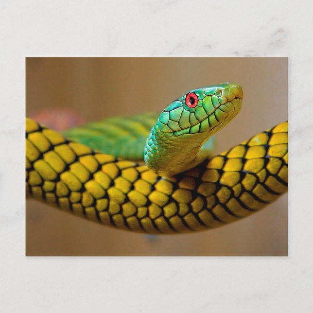 Yellow Snake Red eyes Postcard (Front)