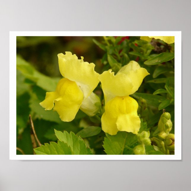 Yellow Snapdragons Poster (Front)