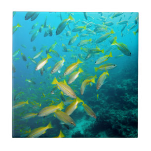 Yellow snapper fish on coral reef tile