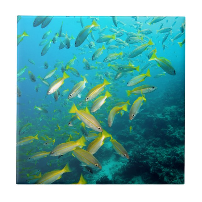 Yellow snapper fish on coral reef tile (Front)