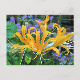 Yellow Spider Lily [Postcard] Postcard