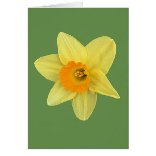 Yellow Spring Daffodil