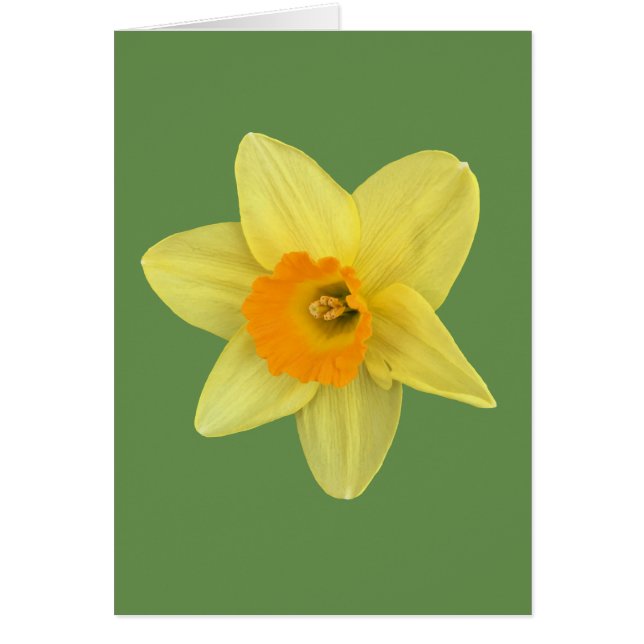 Yellow Spring Daffodil (Front)