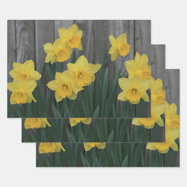 Yellow Spring Daffodil Garden Rustic Country Photo Wrapping Paper Sheet (Set)