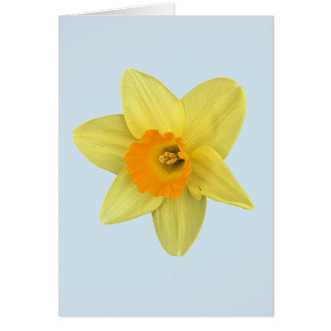 Yellow Spring Daffodil on Pale Blue (Front)