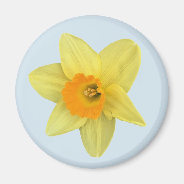 Yellow Spring Daffodil on Pale Blue Magnet (Front)
