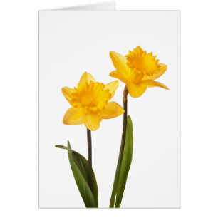 Yellow Spring Daffodils on White