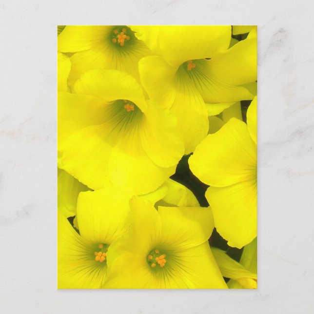Yellow spring flowers in the garden postcard (Front)