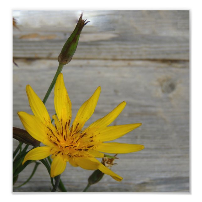 Yellow Star Flower Photo Print (Front)