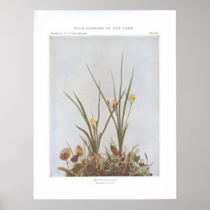 Yellow Star Grass - Hypoxis hirsuta Poster