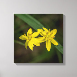 Yellow Star Grass Wildflower Canvas Print