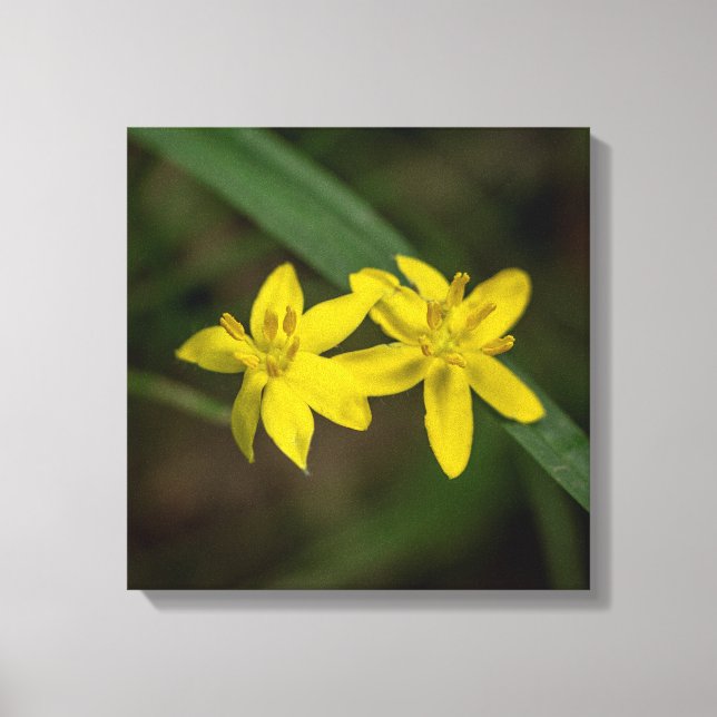 Yellow Star Grass Wildflower Canvas Print (Front)