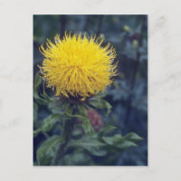 yellow Star Thistle, (Centaurea Macrophala) flower