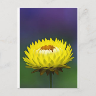 Yellow Straw Flower Postcard