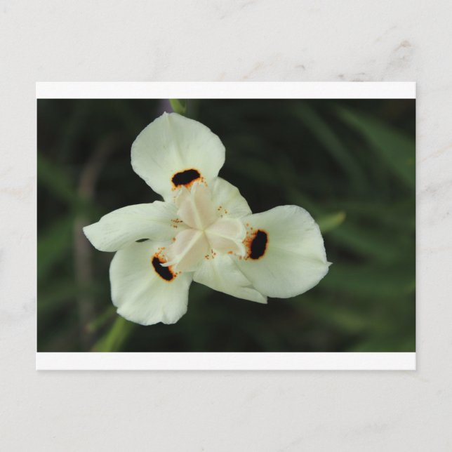 Yellow Summer Flower Postcard (Front)