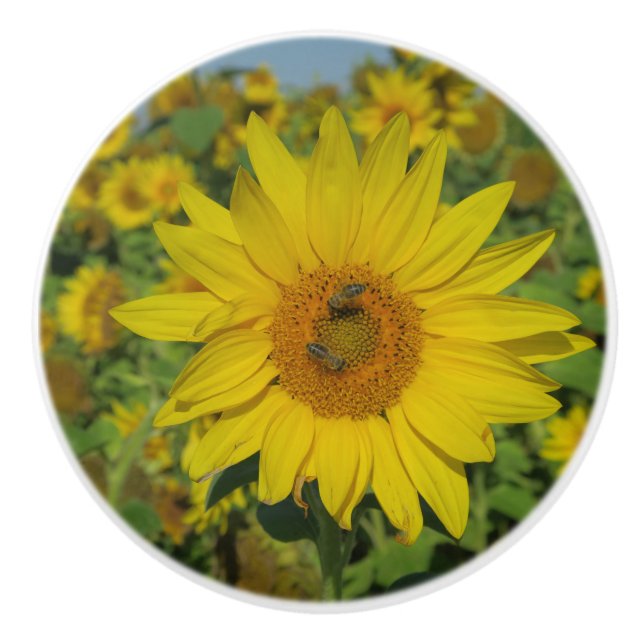 yellow sun flower summer blossom ceramic knob (Front)