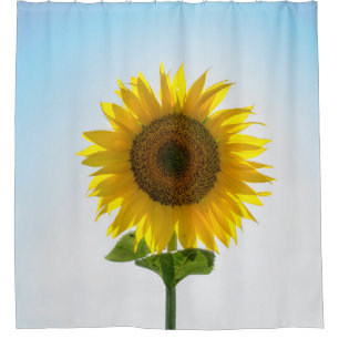 Yellow sunflower