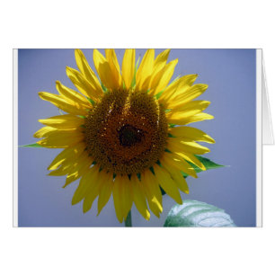 Yellow Sunflower