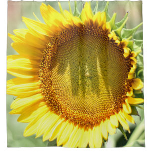 Yellow sunflower