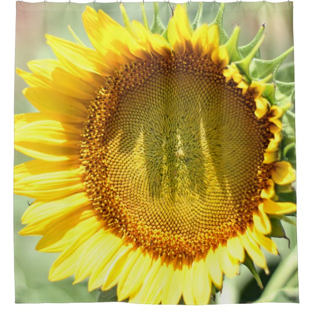 Yellow sunflower (Front)