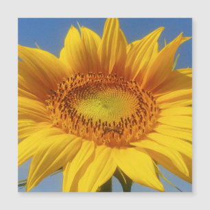 Yellow Sunflower