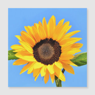 Yellow Sunflower Against Sun on Blue Sky - Summer