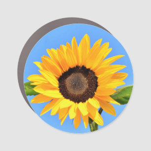 Yellow Sunflower Against Sun on Blue Sky - Summer  Car Magnet