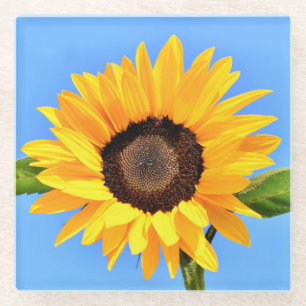 Yellow Sunflower Against Sun on Blue Sky - Summer  Glass Coaster