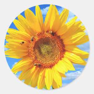Yellow Sunflower and Bees on Blue Sky - Summer Day Classic Round Sticker