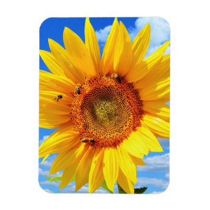 Yellow Sunflower and Bees on Blue Sky - Summer Day Magnet