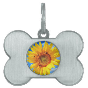 Yellow Sunflower and Bees on Blue Sky - Summer Day Pet ID Tag
