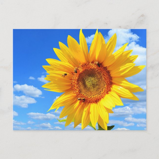 Yellow Sunflower and Bees Summer Postcard (Front)