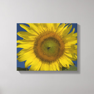 Yellow Sunflower and Blue Sky Canvas Print