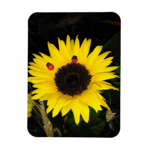 Yellow Sunflower And Two Ladybugs Magnet
