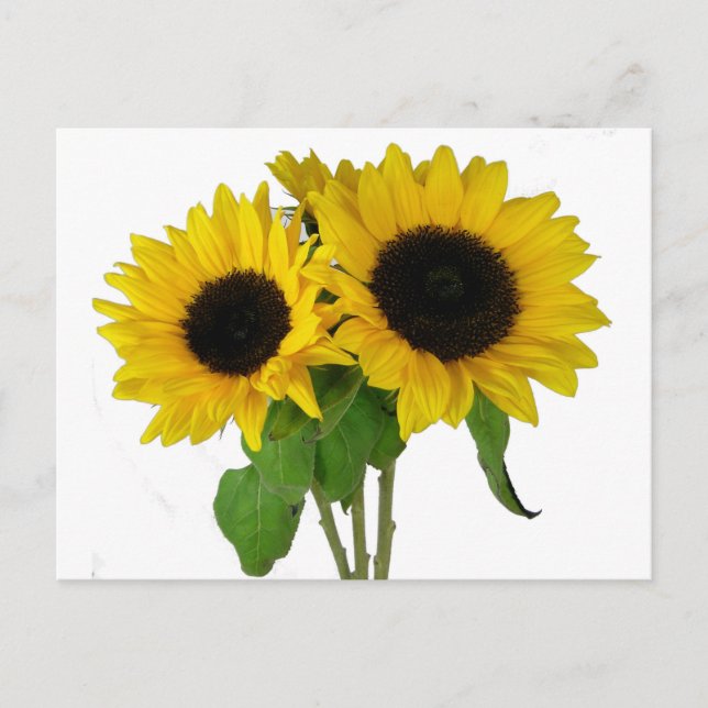 Yellow Sunflower Blank Floral Postcard (Front)