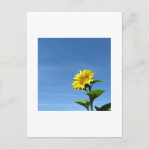 Yellow Sunflower, Blue Sky Postcard