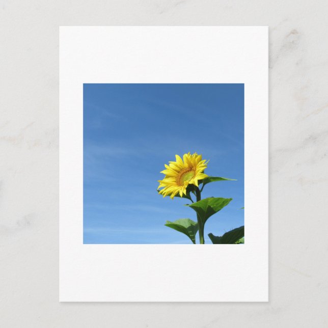 Yellow Sunflower, Blue Sky Postcard (Front)