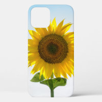 Yellow sunflower