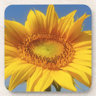 Yellow Sunflower Coaster