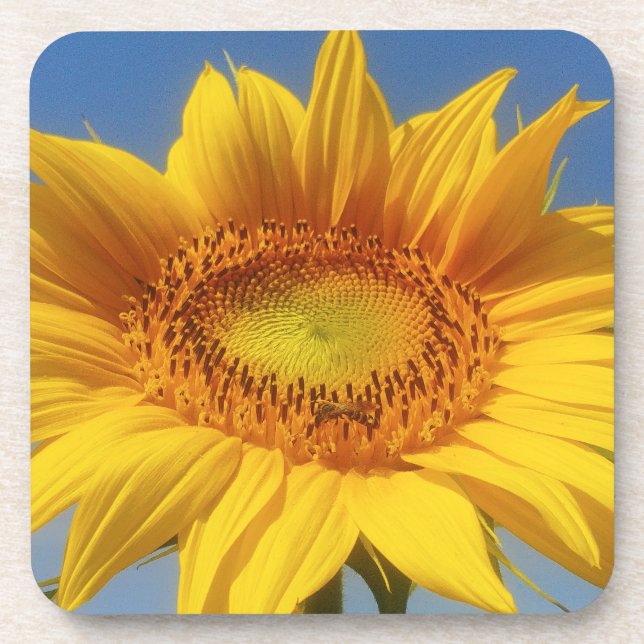 Yellow Sunflower Coaster (Front)